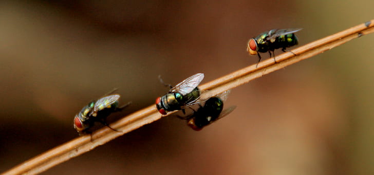 Hvordan bli kvitt fluer kjerringråd?