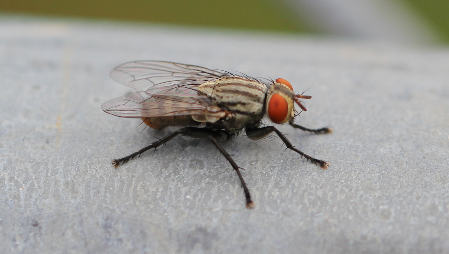 Effektive metoder for ⁣å bli kvitt irriterende fluer hjemme