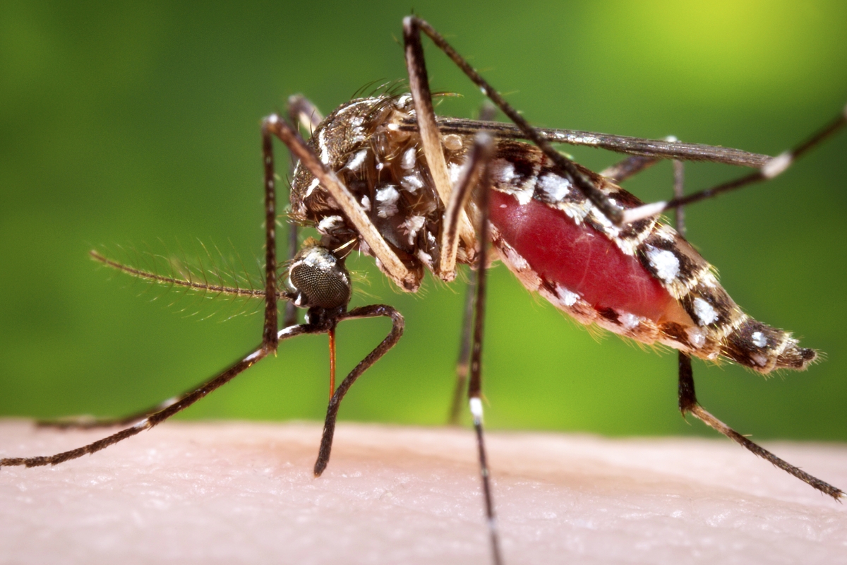 Hva er mygg: Den uunngåelige⁤ sommerplagen